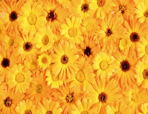 노란빛 꽃들